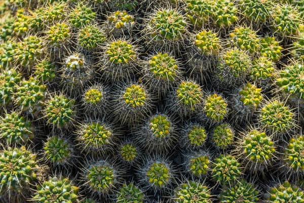 在西班牙加那利群岛兰萨罗特岛，Guatiza 仙人掌花园 — 图库照片