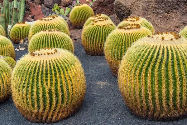 Cactus trädgård i Guatiza, Lanzarote, Kanarieöarna, Spanien — Stockfoto