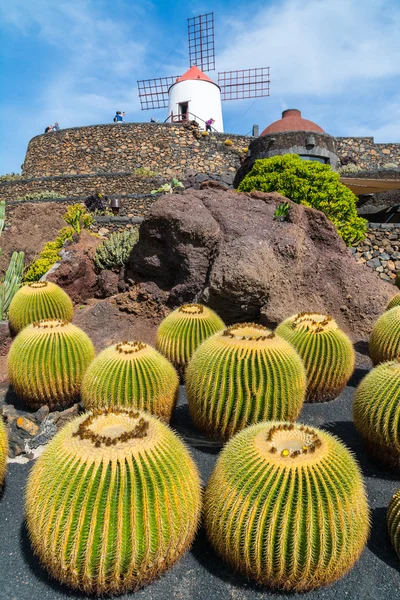 Syn på cactus trädgård i Guatiza village, Lanzarote, Kanarieöarna, Spanien — Stockfoto