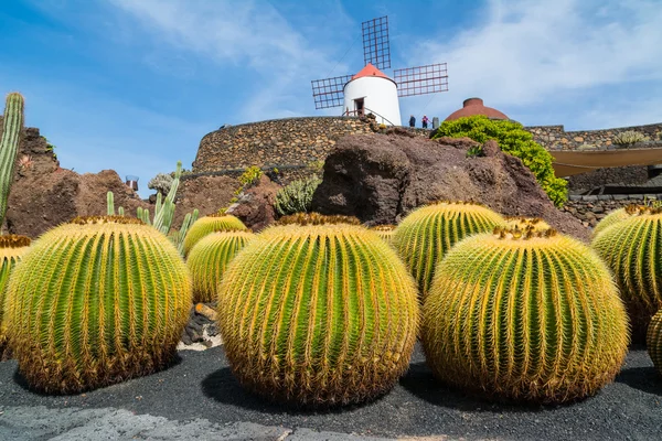 Vista del jardín de cactus en Guatiza, Lanzarote, Islas Canarias, España — Foto de Stock