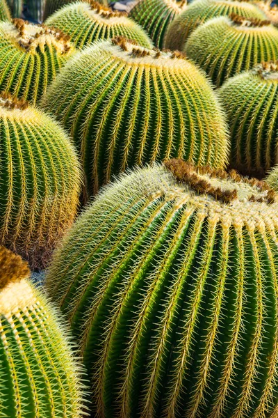 Cactus garden in Guatiza, Lanzarote, Islas Canarias, España — Foto de Stock