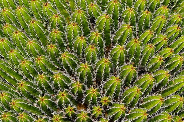 Euphorbia Echinus planta en jardín de cactus, Guatiza, Lanzarote, Islas Canarias, España —  Fotos de Stock