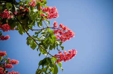 Kırmızı at-kestane ağacı 