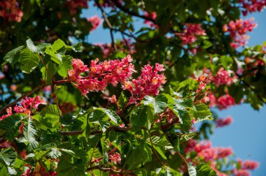 Kırmızı at-kestane ağacı 