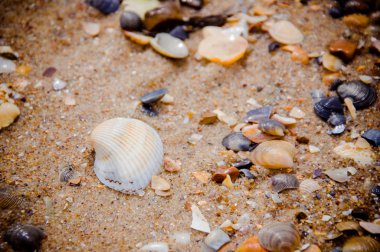 Karadeniz kıyısında deniz kabukları