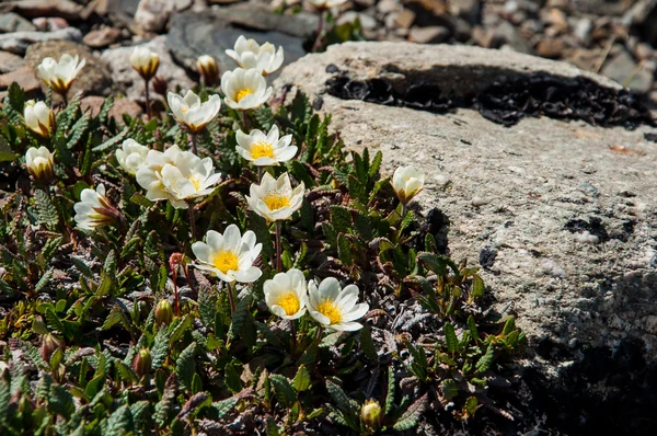 White flowers on the rocks — Stock Photo, Image