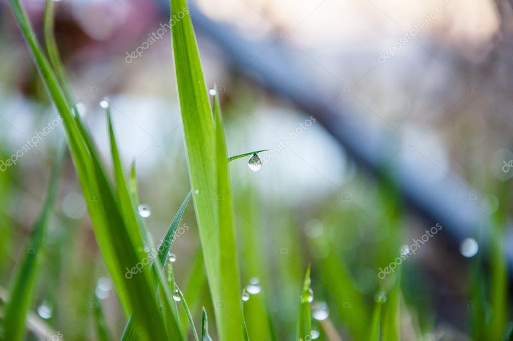 Image result for rain on grass