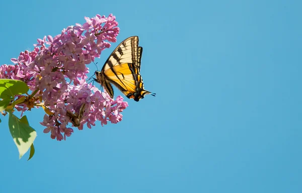 Butterfly on the purple liliac — Stock Photo, Image