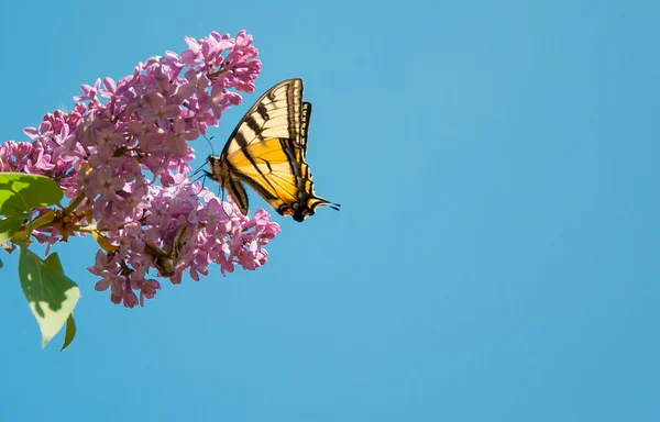 Бабочка на фиолетовой лилии Стоковое Изображение