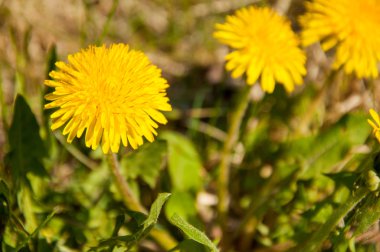 karahindiba sarı çiçek