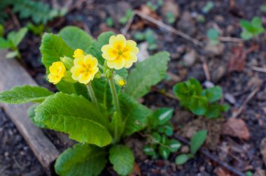sarı bahçe çiçekleri