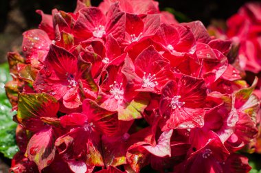 Red  hydrangea flowers clipart