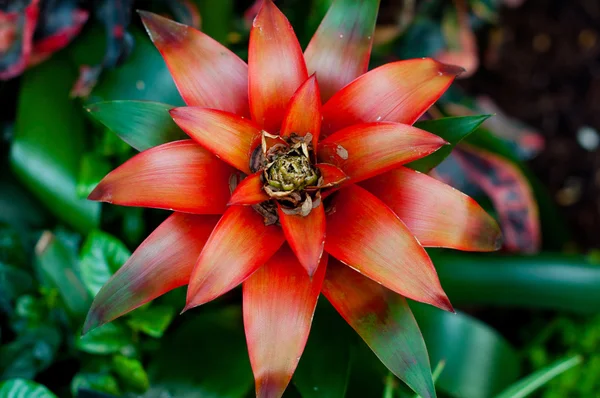 Bromelia flower — Stock Photo, Image