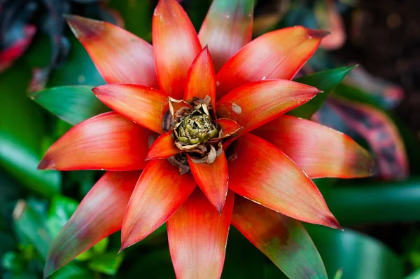 Bromelia の花 — ストック写真