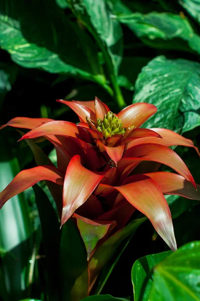 bromelia çiçek
