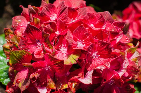 Κόκκινο hydrangea ανθίζει — Φωτογραφία Αρχείου