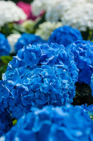 Μπλε άνθη ορτανσίας — Φωτογραφία Αρχείου