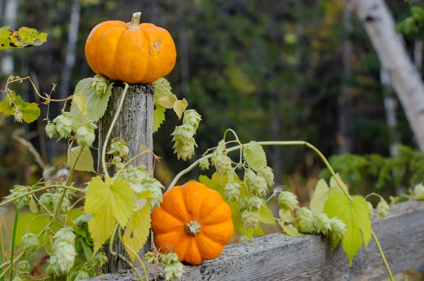 sonbahar halloween kabaklar