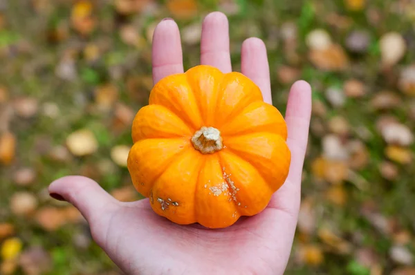 sonbahar halloween balkabağı