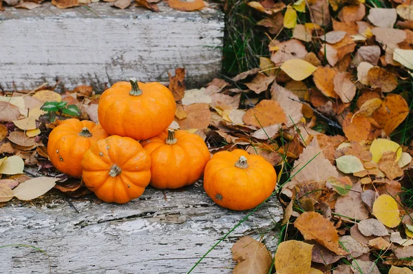 sonbahar halloween kabaklar