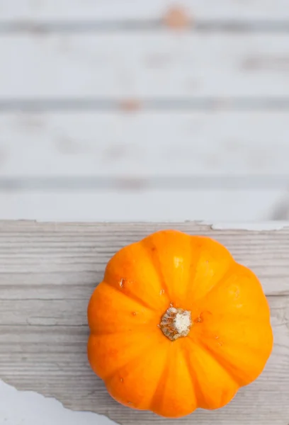 sonbahar halloween balkabağı