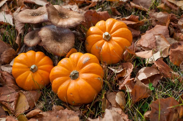 Осенний Хэллоуин тыквы и грибы Стоковое Фото
