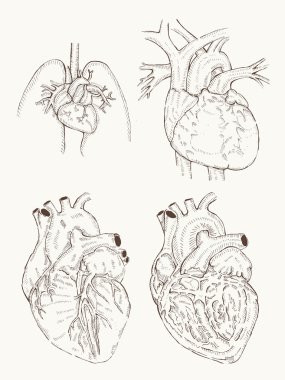 kalp anatomisi el çizmek