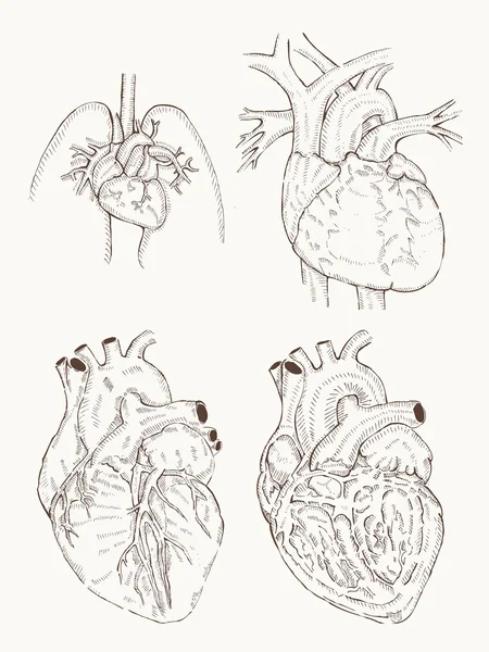 Anatomia do coração mão desenhar — Vetor de Stock