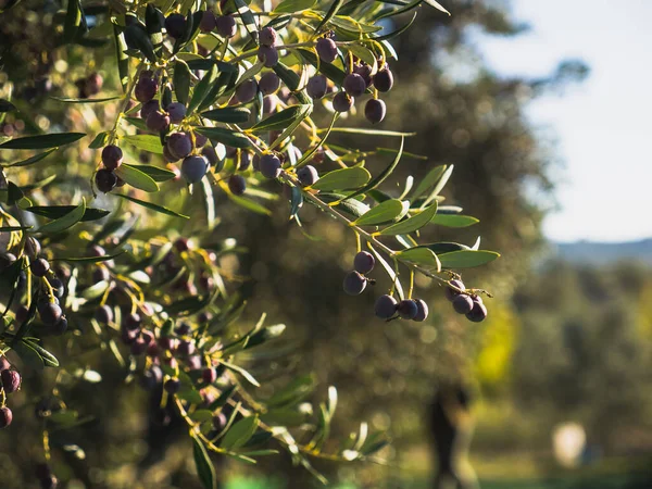 Giardino Ulivi Oliveto Mediterraneo Pronto Vendemmia Tonica — Foto Stock