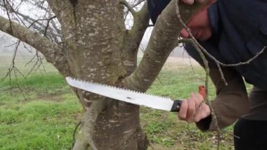 Ağaçları budama testeresiyle budamak