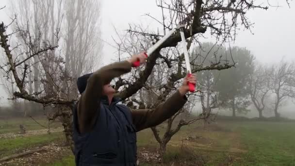 Pekebun Memotong Cabang Cabang Memangkas Pohon Buah Dengan Gunting Panjang — Stok Video