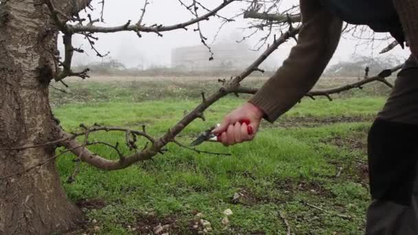Mezhepçilerle Ağaçların Budanması — Stok video