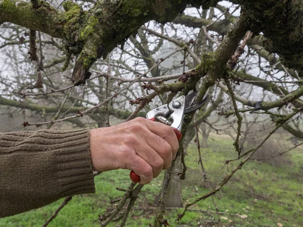 Pruning a young apple tree with garden secateurs in the autumn garden