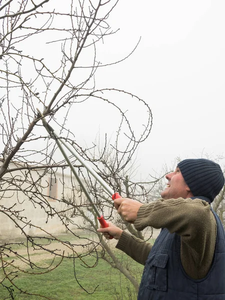 Potatura Giovane Melo Con Forbici Giardino Nel Giardino Autunnale — Foto Stock