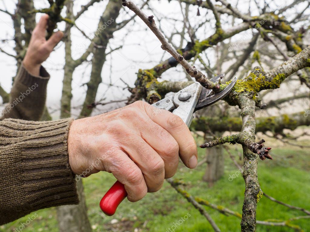 Pruning a young apple tree with garden secateurs in the autumn garden