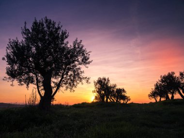 Zeytin Ağaçları. Gün batımında zeytin ağaçlarının fidanlığı. Akdeniz