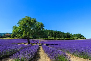 Mor kokulu lavanta tarlaları. Yaz tatili.
