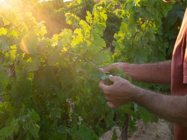 Kıdemli çiftçi üzüm bağının kalitesini inceliyor. Seçici odaklanma. Tarım sektörü kavramı