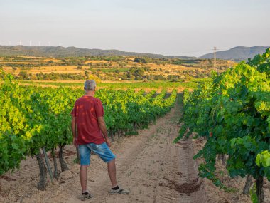 Güneşli bir günde gün batımında üzüm bağına bakan şarap üreticisinin dikiz görüntüsü. Tarım kavramı