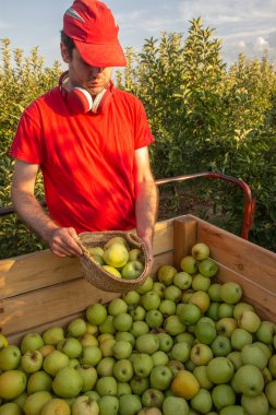 Kırmızı gömlekli ve şapkalı çocuk kırmızı kulaklıklı müzik dinleyen bir sepetle elma topluyor. Tarım kavramı.