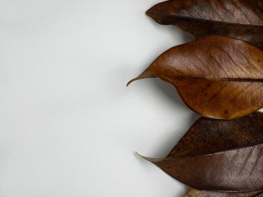 Renkli sonbahar yapraklarının kenarlık çerçevesi beyaz üzerine izole edilmiş