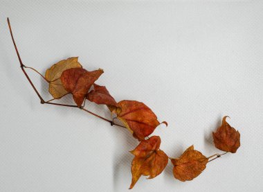 Sonbahar yapraklarının dalları beyaz arkaplanda izole edilmiş