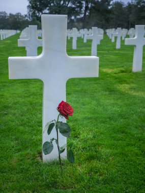Colleville-sur-Mer, Fransa 'daki Amerikan mezarlığının haçında kırmızı gül.