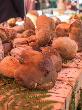 mantar orman doğal zemin üzerine bir grup