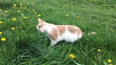 Kedi sulu ot yer ve tedavi edilir. Beyaz kırmızı kedi ot yiyor..