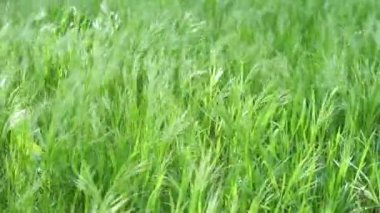 Yeşil çimenler bahar güneşiyle ısınır ve rüzgarda sallanır.