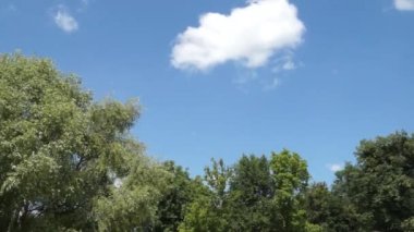 Rüzgâr, parktaki ağaçlardan tüyleri taşıyor.