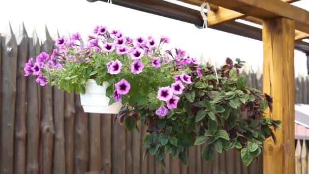 Una Maceta Flores Balancea Viento Sobre Fondo Una Antigua Cerca — Vídeos de Stock