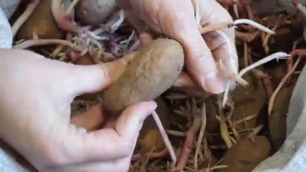 Mujer Clasifica Las Papas Germinadas — Vídeo de stock