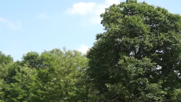 Άνεμος Φέρνει Χνούδι Από Δέντρα Στο Πάρκο — Αρχείο Βίντεο